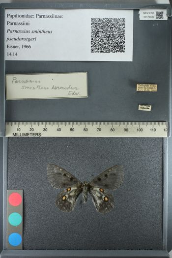 Media type: image;   Entomology 174530